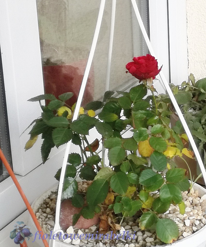 czerwona róża kwitnie na parapecie